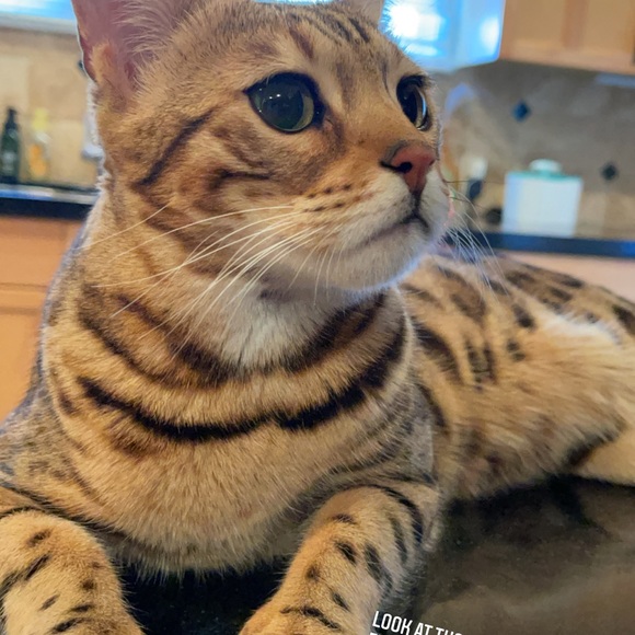 Butterfly frames - Picture 3 of 5